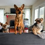 Max, Murphy & Milton! - @max_milton_murphy - Instagram