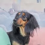 マックス🐾 - @max.minichua1129 - Instagram