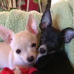 Maxx & Monkey - @minichichis_maxxnmonkey - Instagram
