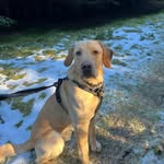 Max🐾 - @max_moller_hansen - Instagram