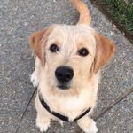 Maxthepup - @maxthepupmonahan - Instagram