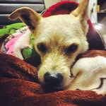 Max Monroy - @max_monroy_the_dog - Instagram