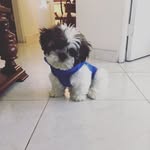 Max Monroy🐶 de 🇨🇴, 31-12-2020 - @maxshihtzu31 - Instagram
