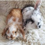 Max und Monti - @max._.monti - Instagram