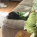 Max Morant - Facebook