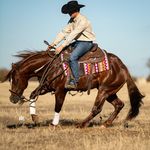 Max Morin Performance Horses - @maxmorinperformancehorses - Instagram