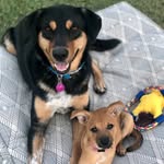 Max & Motley Belew - @max_and_motley - Instagram