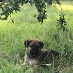 Max Motley Varela - @k9_maxvarela - Instagram