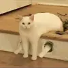 maxmuir_234 - @fortheboys_16 - TikTok