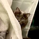 Max Mumford - @maxmumfordthecatto - Instagram