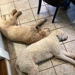 @maxandmunson - Instagram