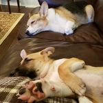 Max and Murdock - @maxandmurdock - Instagram