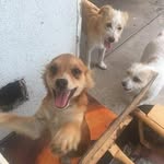 mutter & max ! - @littlemutterandmaxipoo - Instagram
