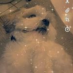 @max_nagy_the_dog - Instagram
