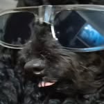 𝙼𝚊𝚡𝚒𝚖𝚘 𝙽𝚎𝚐𝚛𝚘𝚗𝚒 🐕 - @maximo_negroni - Instagram