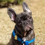 Max the frenchie - @maxnegron_the_frenchie - Instagram