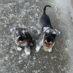 MAX & NIX Miniature Schnauzers - @max_and_nix_schnauzers - Instagram