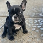Max Noriega - @max_aka_thefrenchie - Instagram