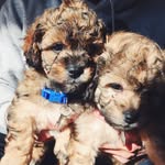 Max Noto & Bún Bò Huế - @ourtoypuppies - Instagram