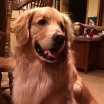 Max Nugent - @maximus_thegolden - Instagram