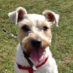 Max Nugent - @maxthedog2016 - Instagram
