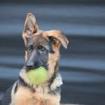 P - @maxnugentandgracienugent - Instagram