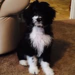 Max - @aussiedo.odlemax - Instagram
