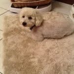 Max O'Donnell - @_max_the_puppy_ - Instagram