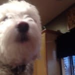Max O'Donnell - @maxrocks56 - Instagram
