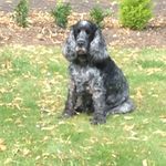 Max - @max_oglesby_blueroan - Instagram