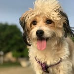 ᗰᗩ᙭ - @maxpoogle - Instagram