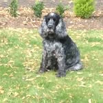 Max - @max_oglesby_blueroan - Instagram