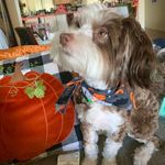 Max Olsen - @max_the_havanese_if_u_plz - Instagram