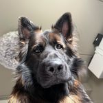 Max Olsen Larsen🐶 GSD - @maxthelongcoat - Instagram