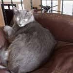 max Omalley - @im_max_the_cat - Instagram