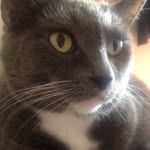 Max, Pickles & O'Malley - @delaneypets - Instagram
