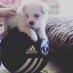 max_pardo🐕 - @max_pardo_10 - Instagram