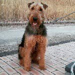 네버다이.. - @maxpardog - Instagram