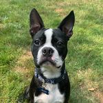 Max Pearce - @bostonterrier_max_ - Instagram