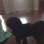Max Peck - @maxthemightymutt - Instagram