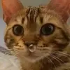 Maxper - @maxperl - TikTok