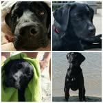 Dory&Nemo🩷Max&Pike🩵 - @crescenzi_labrador - Instagram