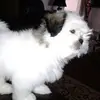 Max Pina - @luzmeza1977 - TikTok