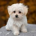 max pina - @maxpina729 - Instagram
