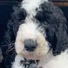 max pina 🐾 - @max.pina4 - TikTok