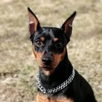 @_max_pincher_ - Instagram