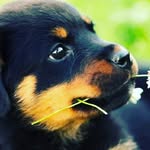 Max - @max_pincher2 - Instagram