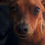 Max🐶 - @max_pinchercavalinho - Instagram
