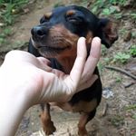 Max🐾 - @max_pincherk - Instagram
