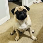 Max Bravo Pineda - @maxpineda_dog - Instagram